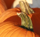 Local Pumpkins & Squashes *In stock Now*
