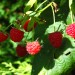Local Raspberries NOW Available