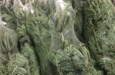 Non Drop Christmas Trees - NOW AVAILABLE & IN STOCK  29/11/16