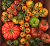 Nutbourne Tomatoes - *NOW Available* 08/04/17