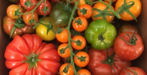 Nutbourne Tomatoes - *NOW Available* 08/04/17