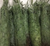 Christmas Trees - Now Available 05/12/17