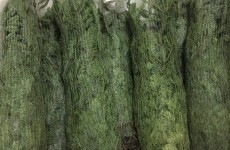 Christmas Trees - Now Available 05/12/17