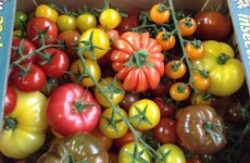 Nutbourne Heirloom Tomatoes *Now Available* 12/03/16