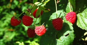 Local Raspberries NOW Available