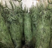 Christmas Trees NOW Available 02/12/15