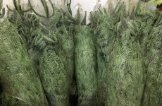 Christmas Trees NOW Available 02/12/15