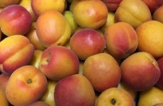Apricot season has started - 23/05/16