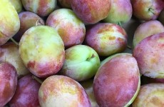 English Victoria Plums have arrived! 17/08/16