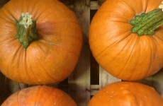 Local Pumpkins - Now Available 21/09/15