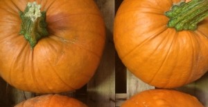 Local Pumpkins - Now Available 21/09/15