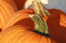 LOCAL Pumpkins - *Now Available* 29/09/22