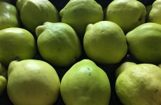 Quinces NOW Available 24/10/16