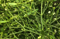 Local Mistletoe *Now Available* 20/12/16