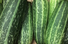 Chidham Marrows, Pagham Sweetcorn & Cougettes 14/07/17