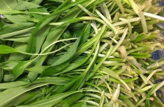Wild Garlic *Now Available* 19/03/18