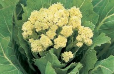 White Sprouting Broccoli