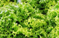 NEW - Local Grown & English Produce