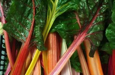 Local Rainbow Chard & Fancy Lettuce 14/07/16