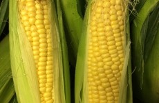 English Sweetcorn has arrived! 10/08/16