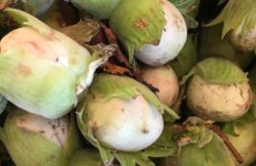 Cobnuts - Now Available 23/08/16