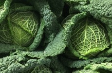Superb Savoy from Chidham 06/09/16