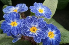 Mothering Sunday