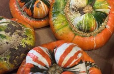 Local Squashes & Pumpkins *Now Available* 01/10/25