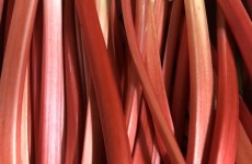 English Forced Rhubarb *27/01/23*