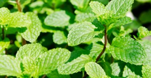 Herbs