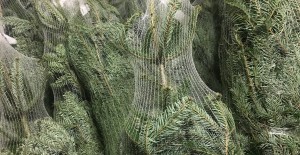 Non Drop Christmas Trees - NOW AVAILABLE & IN STOCK  29/11/16