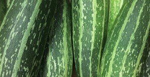 Chidham Marrows, Pagham Sweetcorn & Cougettes 14/07/17
