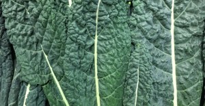 Local Green Goodies 11/09/17