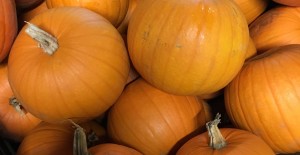 *Local* Perfectly Produced Pumpkins. Now Available! 05/10/17