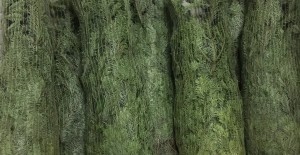Christmas Trees - Now Available 05/12/17