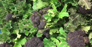 LOCAL Grown Purple Sprouting *Now Available* 09/04/18