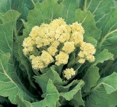 White Sprouting Broccoli