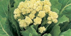 White Sprouting Broccoli
