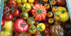 Nutbourne Heirloom Tomatoes *Now Available* 12/03/16