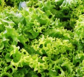 NEW - Local Grown & English Produce