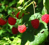 Local Raspberries NOW Available