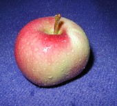 New LOCAL Apples. Now in Stock
