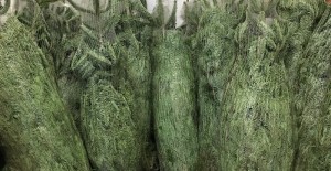 Christmas Trees NOW Available 02/12/15