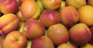 Apricot season has started - 23/05/16