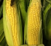 English Sweetcorn has arrived! 10/08/16