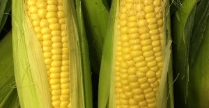 English Sweetcorn has arrived! 10/08/16