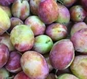 English Victoria Plums have arrived! 17/08/16