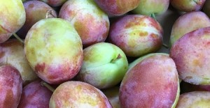 English Victoria Plums have arrived! 17/08/16