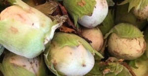 Cobnuts - Now Available 23/08/16