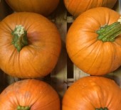 Local Pumpkins - Now Available 21/09/15